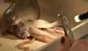 Blekksprut blir udnersøkt med lys og pinsett.