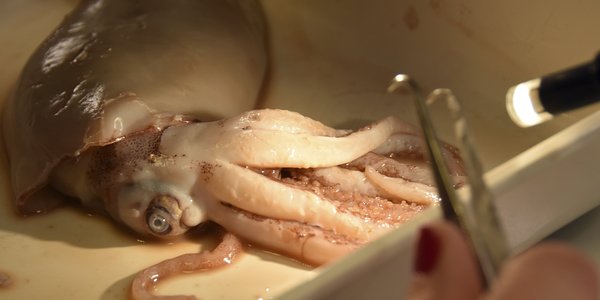 

Havforsker løfter blekksprutens armer med en pinsett. Det står et mikroskop ved siden av. 