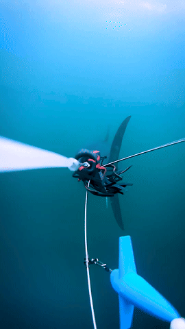 video av fisk som svømmer, sett bakfra