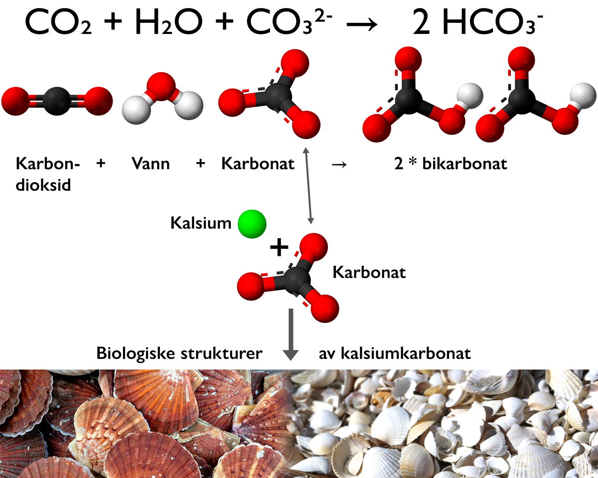 Figur som illustrerer havforsuring og skalldannelse.