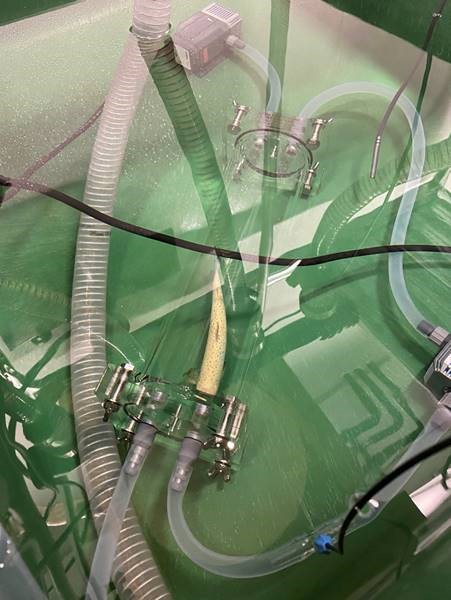 I et fiskekar er en fisk plassert inne i et stort blankt rør slik at den kan svømme. Måleutstyr er festet i endene på røret.