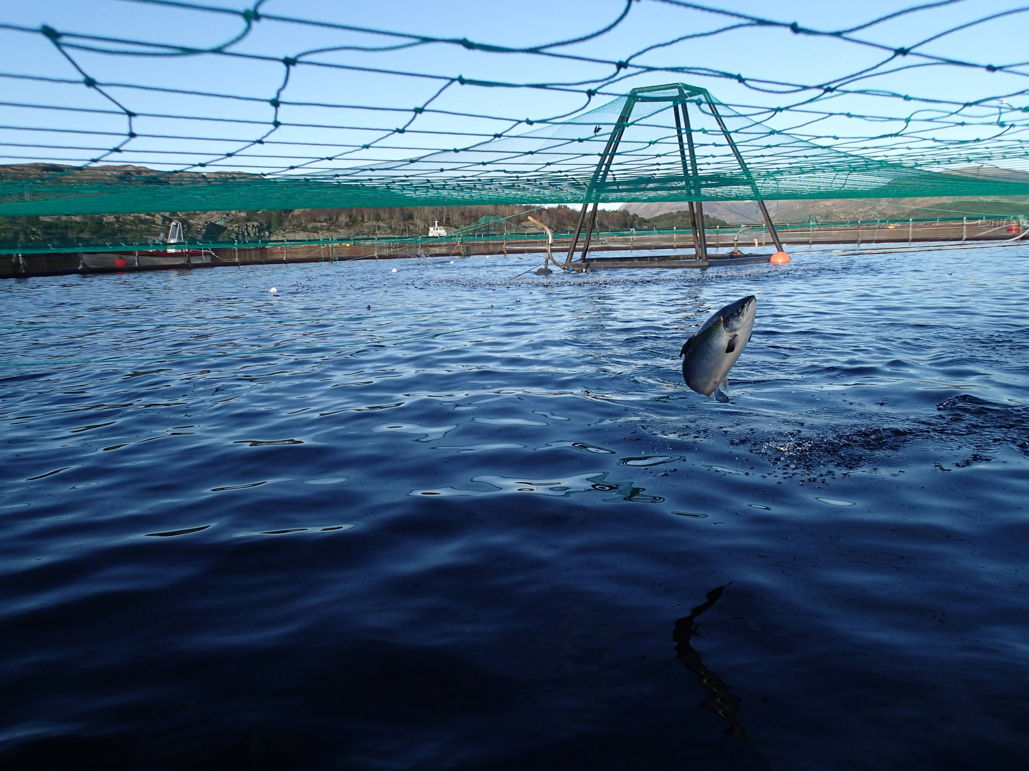Laks som hopper i oppdrettsanlegg