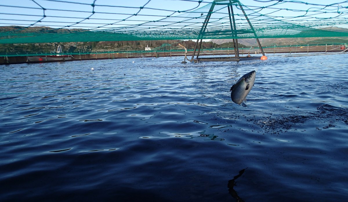 
Oppdrettslaks som hopper