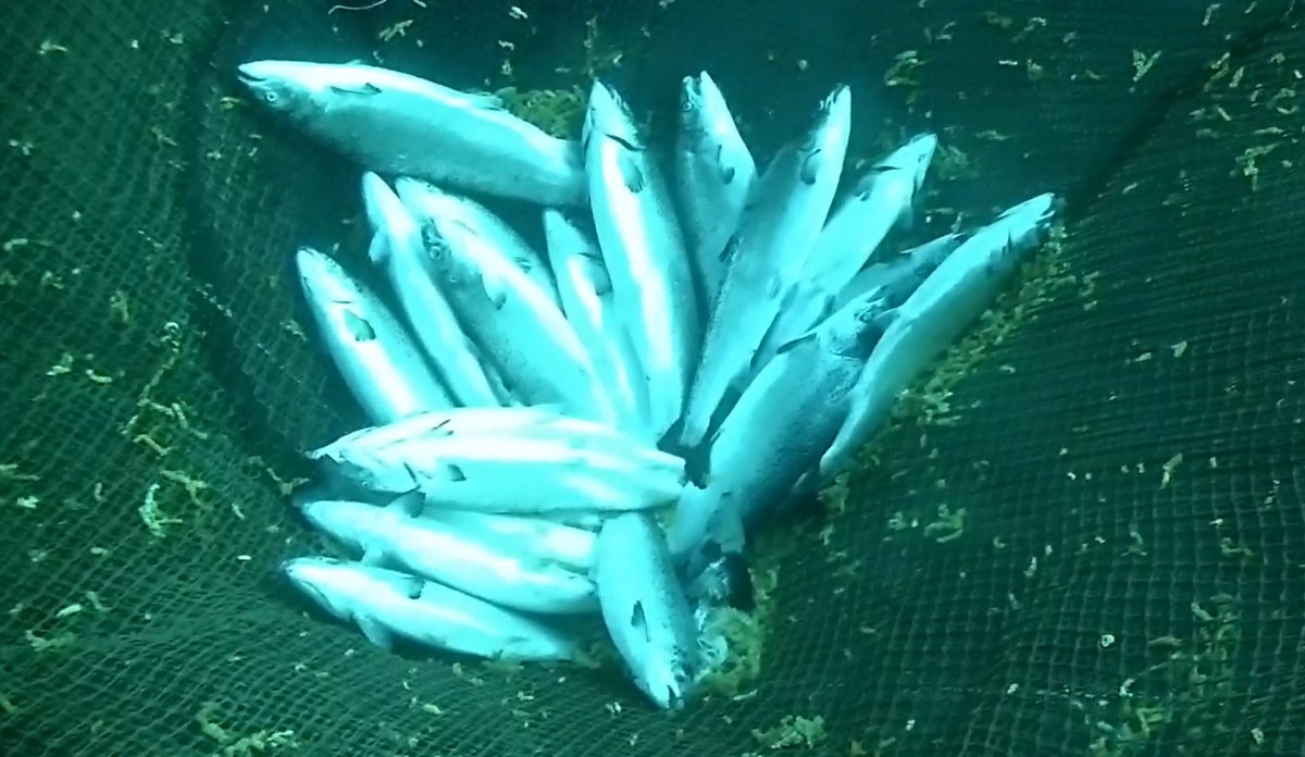 Bilde av flere oppdrettslaks som ligger nederst i merden med buken opp.