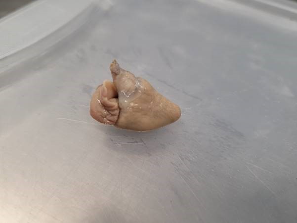 Et fiskehjerte ligger på en blank overflate. Hjertet ser ut som en slags dårlig formet trekant der du kan se at det består av tre ulike deler.