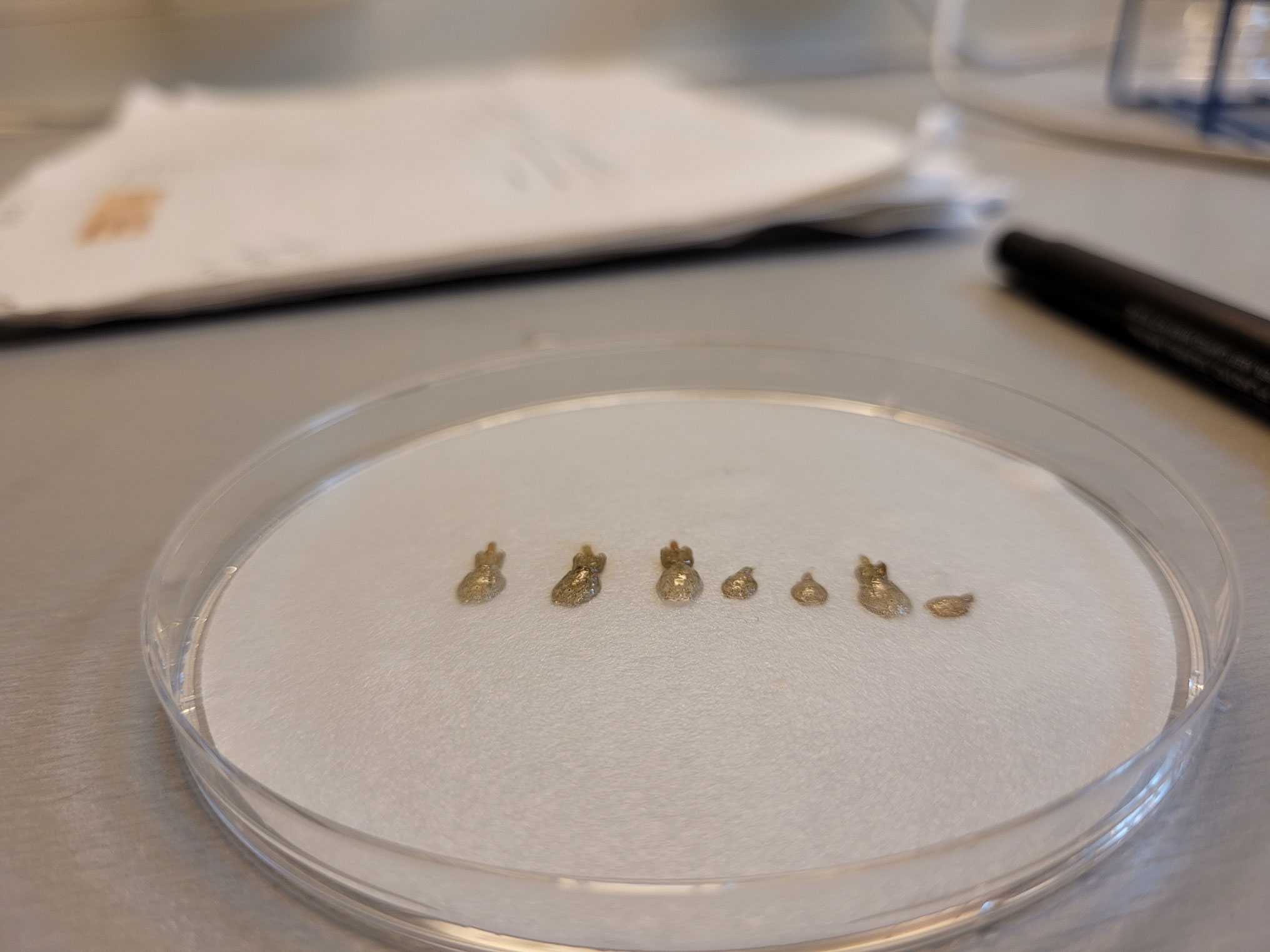 Foto av flere voksne lakselus, både hunner og hanner. Det er tydelig størrelsesforskjell mellom de to kjønnene, hunnene er størst.