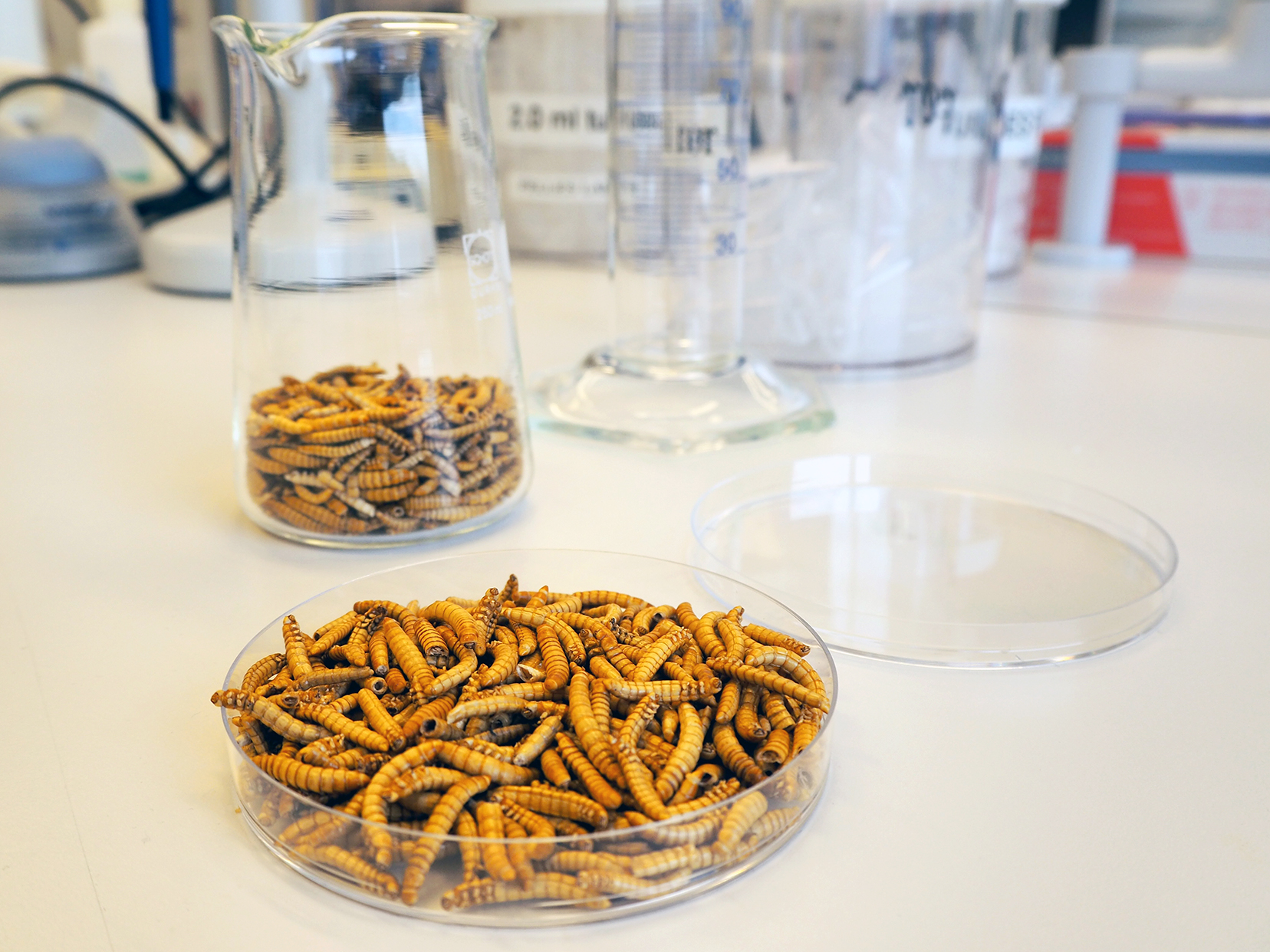 Tørka larver i prøveboks og prøveglass.