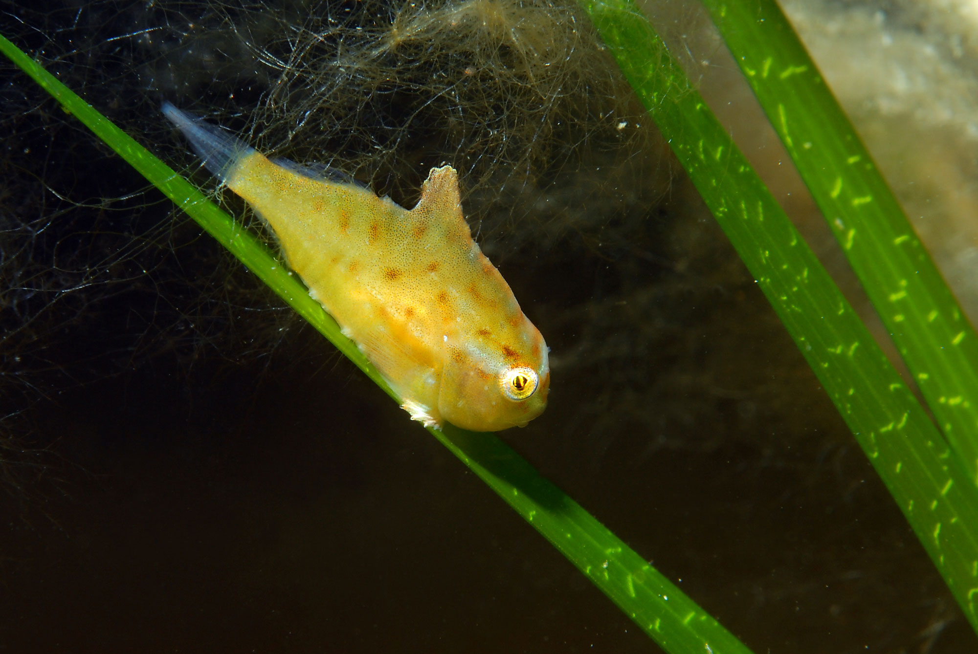 Bilde av en liten rognkjeks. Disse har en mer avlang form enn de voksne fiskene.