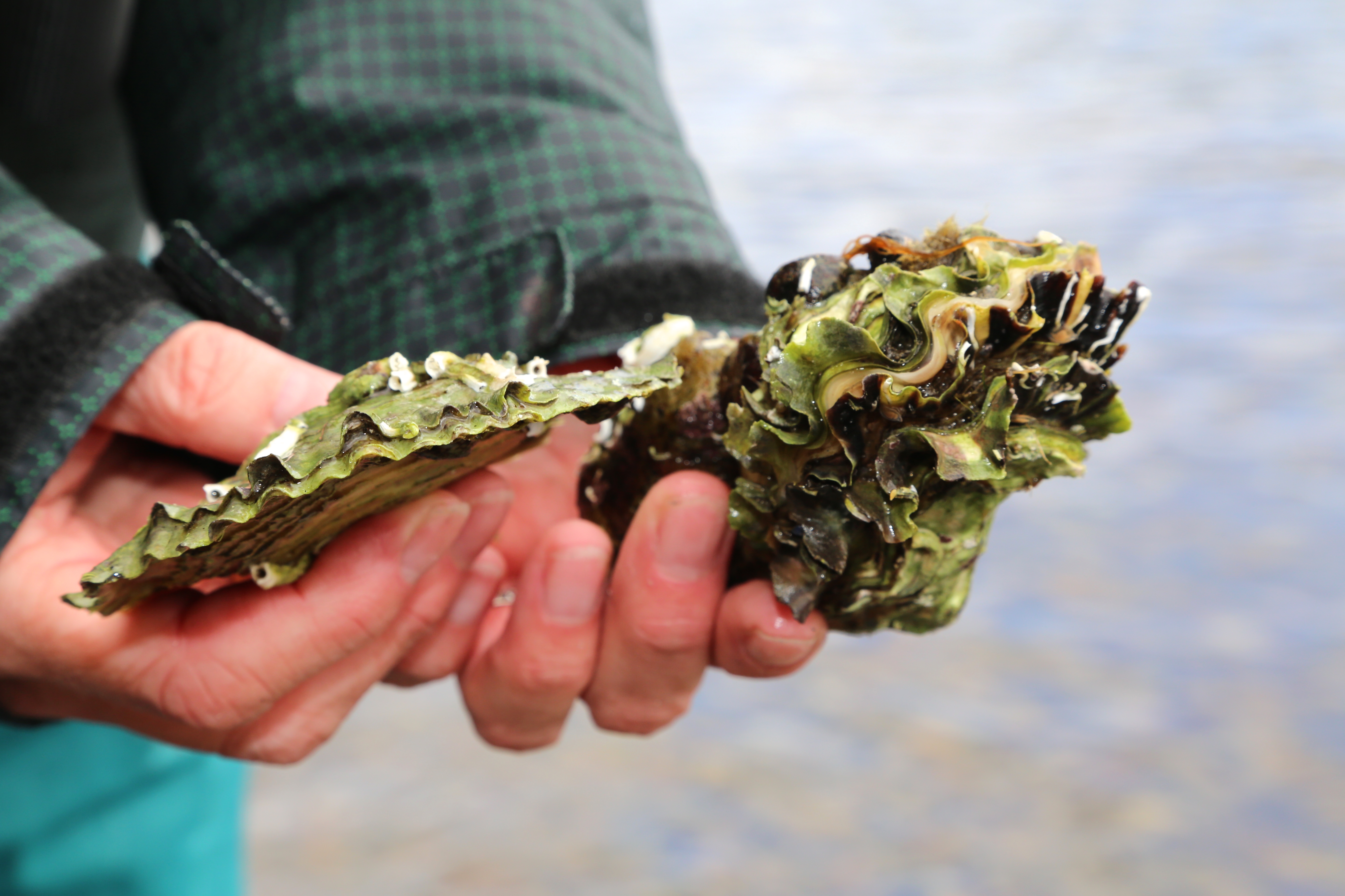 flatøsters og stillehavsøsters