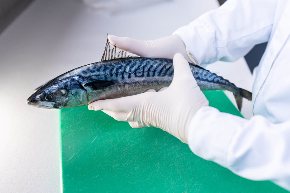 Person held makrell på laboratorium.