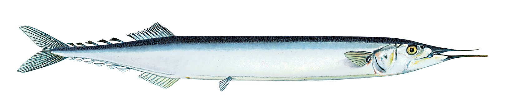 illustrasjon av makrellgjedde