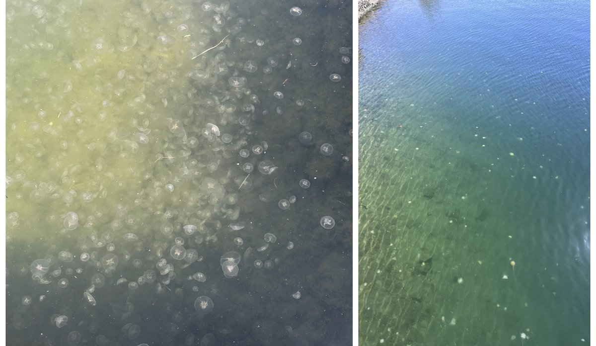 
kollasj av mange små glasmaneter og brennmaneter