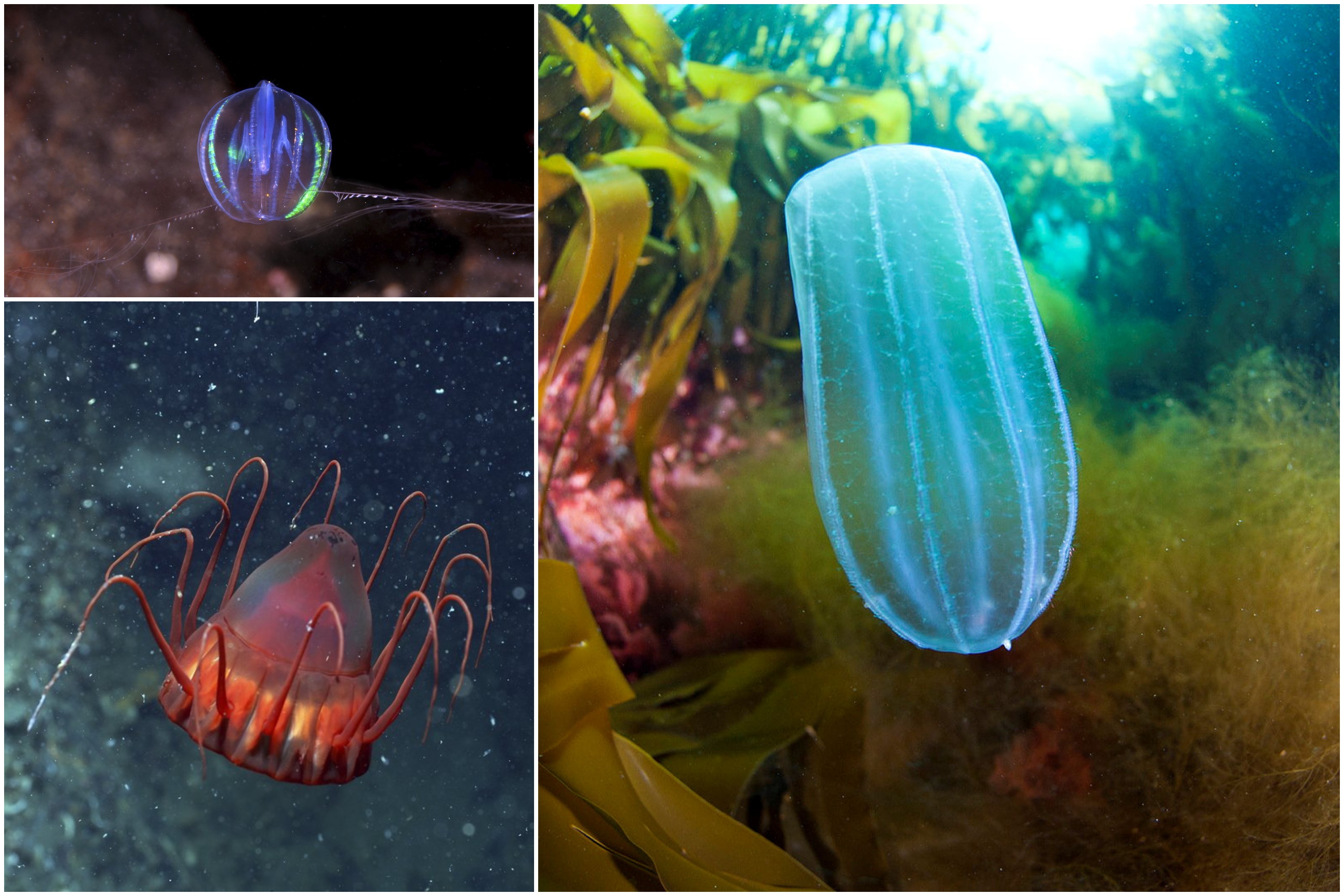 kollasj som viser sjøstikkelsbær, kronemanet og agurkmanet