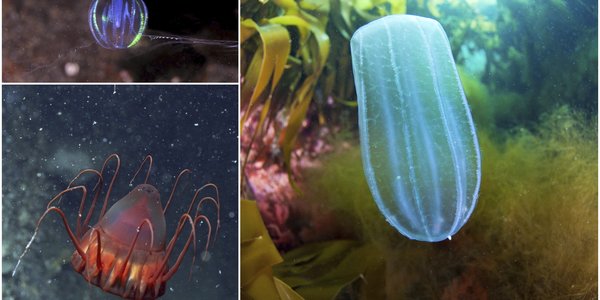 

kollasj som viser sjøstikkelsbær, kronemanet og agurkmanet