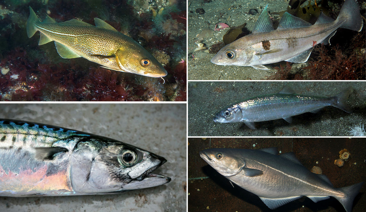 
foto av ulike fisker under vann