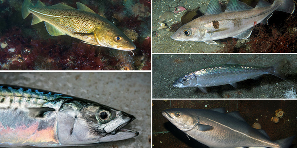 

foto av ulike fisker under vann