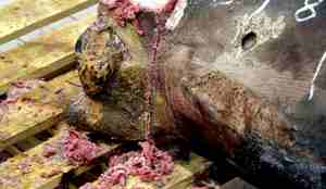 Nærbilde av saging av hai. Viser mosete innvoler som kommer ut når sagen går frem og tilbake.