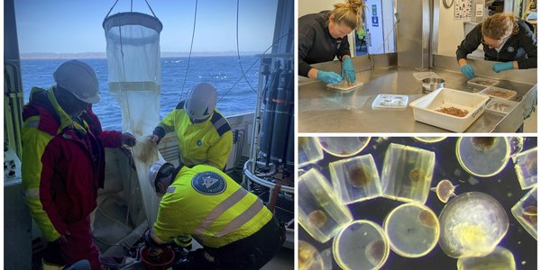 

Kollasj av tre bilder. Det ene viser tre menn som tømmer en planktonhåv på et båtdekk, et annet viser to kvinner som sorterer arter ved et sorteringsbord og et tredje bilder viser et nærbilde av planteplankton