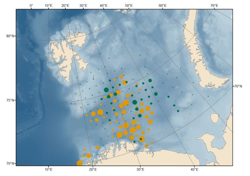 Figur som viser fangster av 2004- og 2016-sild på økotokt i Barentshavet.