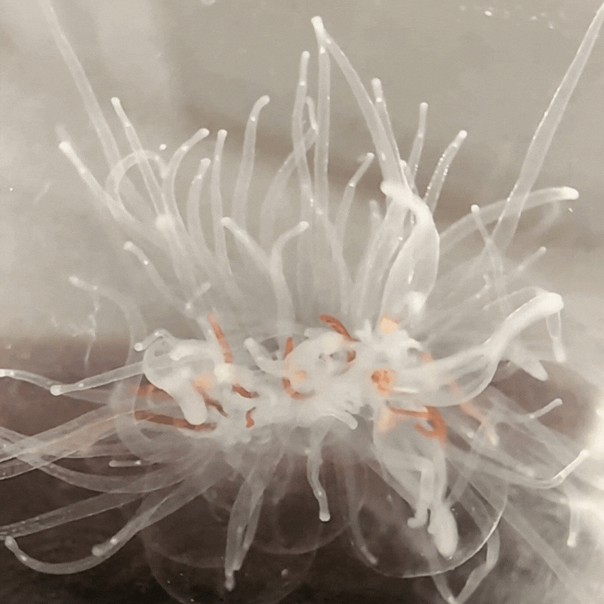 Et nærbilde av en prelesnormanet-zooid. Små tenktakler beveger seg