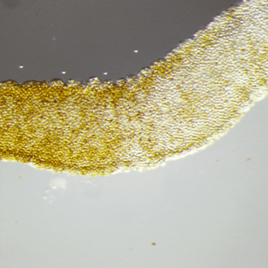 Perlesnormanet-gif. viser at neslecellene vert fyrt av