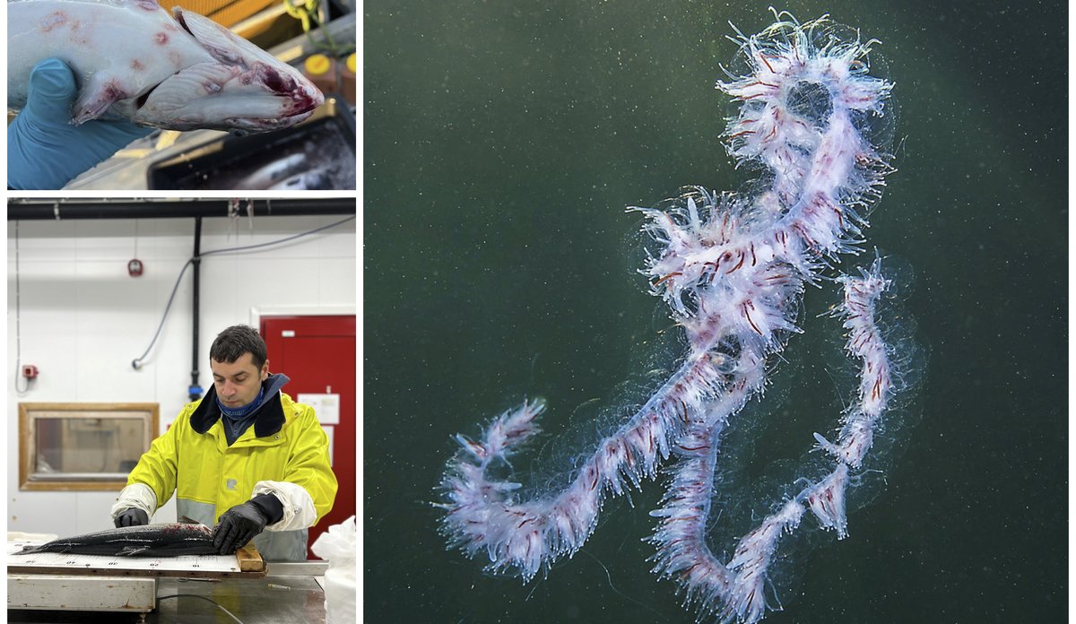 
Kollasj som viser en mann som skjerer opp en fisk, undersiden av en fisk som har svimerker og en perlesnormanet i havet