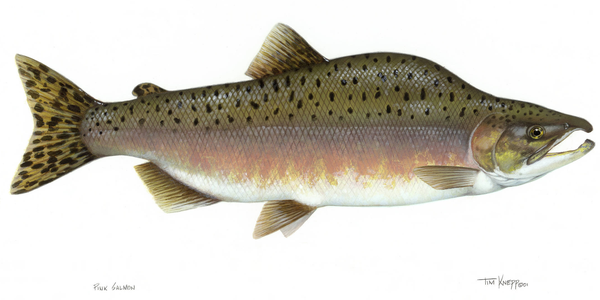 illustration of a pink salmon