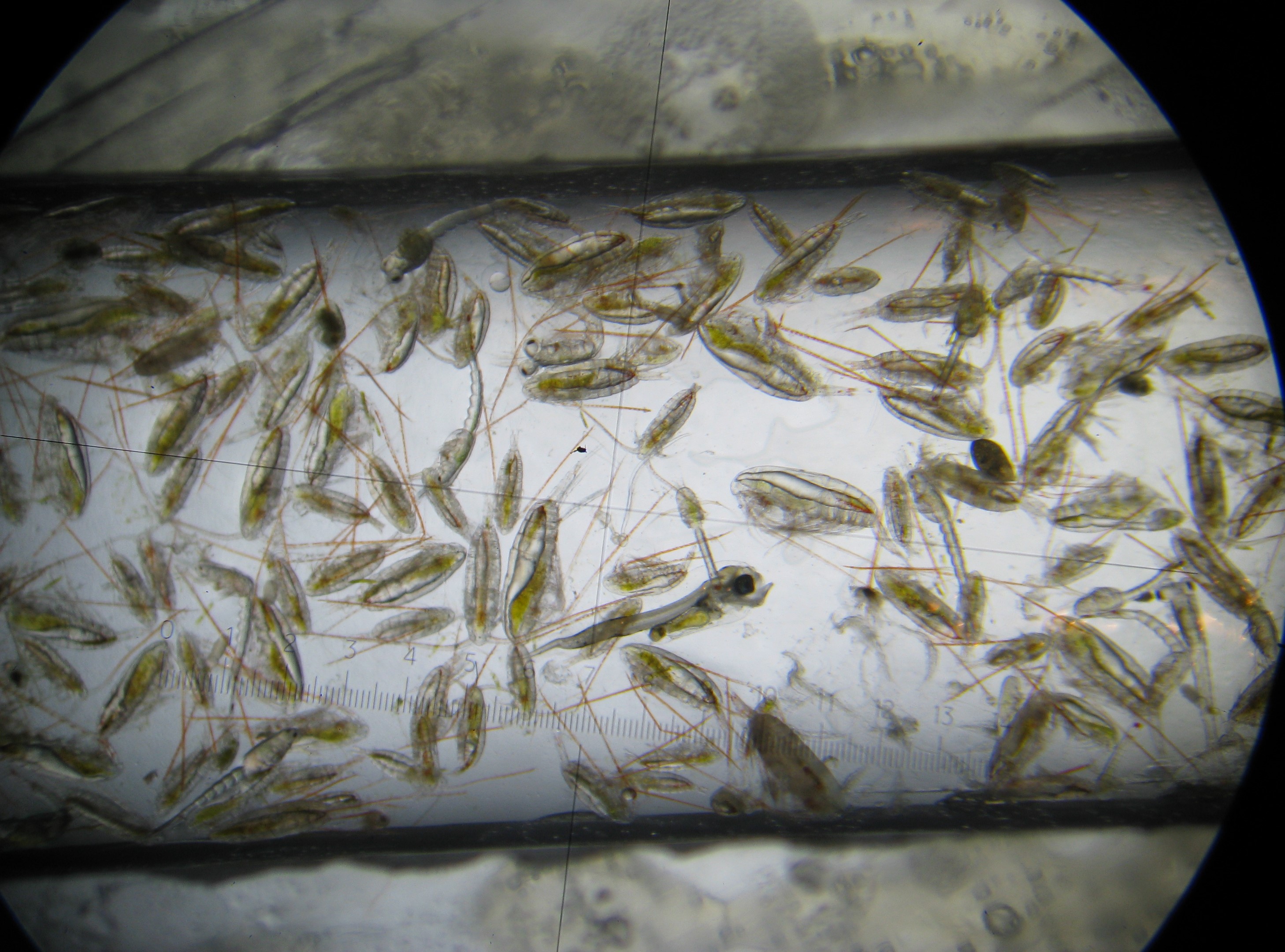 Dyreplankton sett gjennom mikroskop