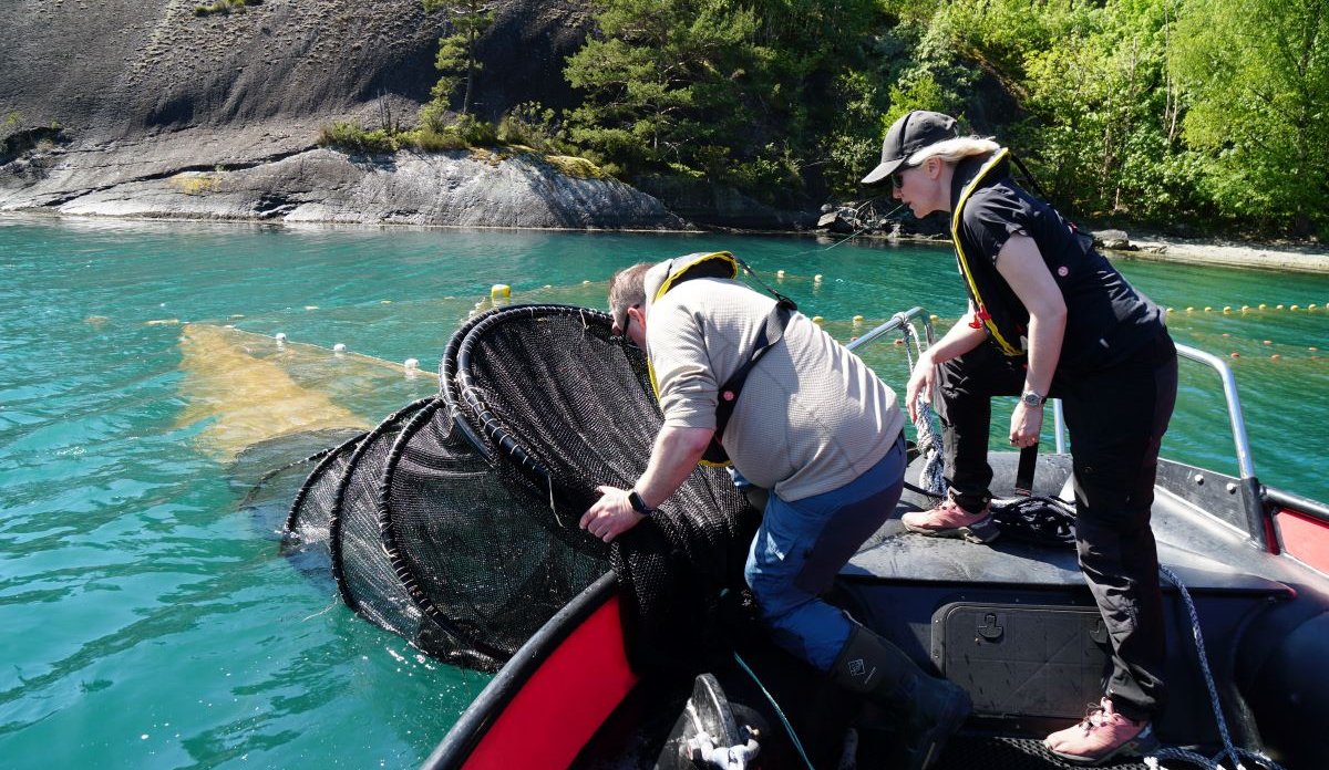 
forsker tar opp ruse