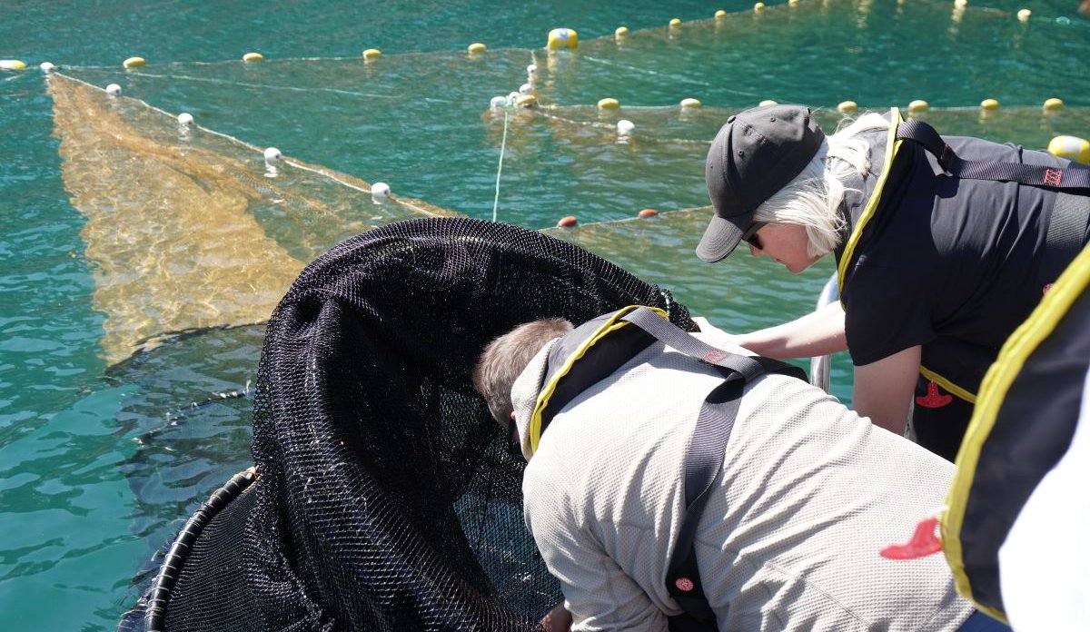 Forskerne sjekker ruser minst én gang i døgnet, og oftere ved store fangster. 