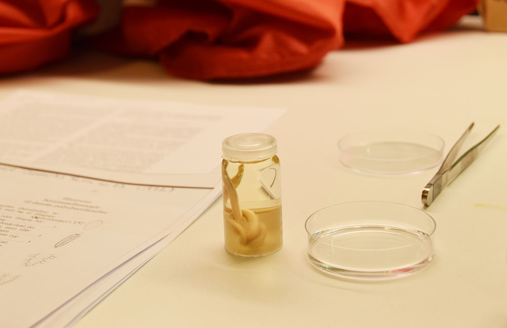 Et glass med lokk der et langstrakt dyr ligger i en væske. Ved siden av er en pinsett og en liten skål.