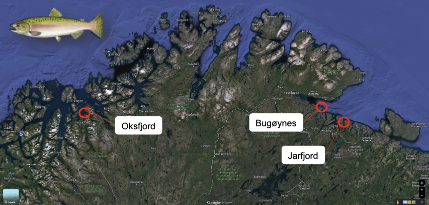 illustrasjon som viser kart over prøvestasjonene hvor det ble fanget pukkellaks