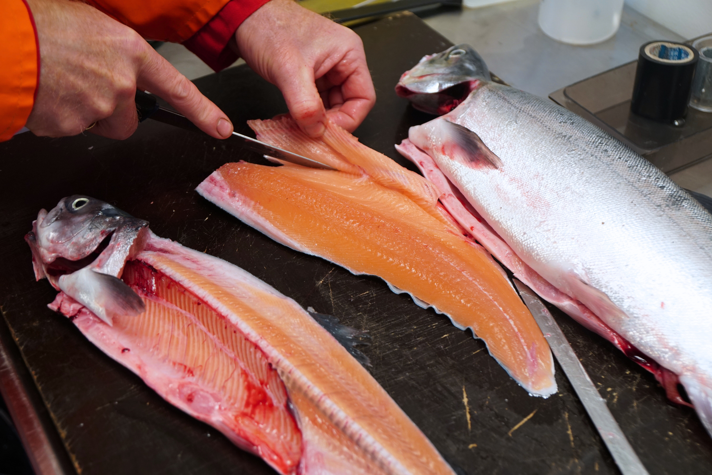 Er pukkellaks en god matfisk? Pukkellaks er faktisk en god matfisk før den blir kjønnsmoden. Her fileteres en umoden pukkellaks som har vokst opp i Matre. 