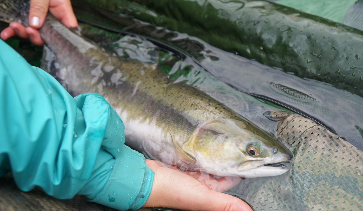 
Vokser pukkellaks fortere enn oppdrettslaks? Her en vill kjønnsmoden hunnpukkellaks fanget i fiskefella i Etne. 