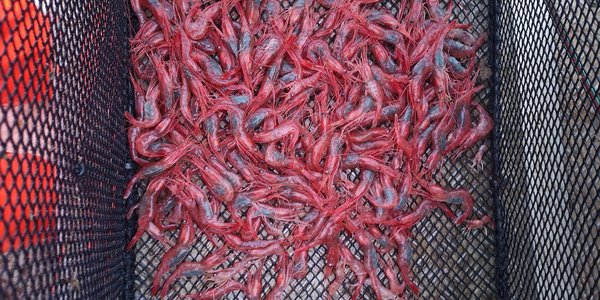 

foto av reker i en teine