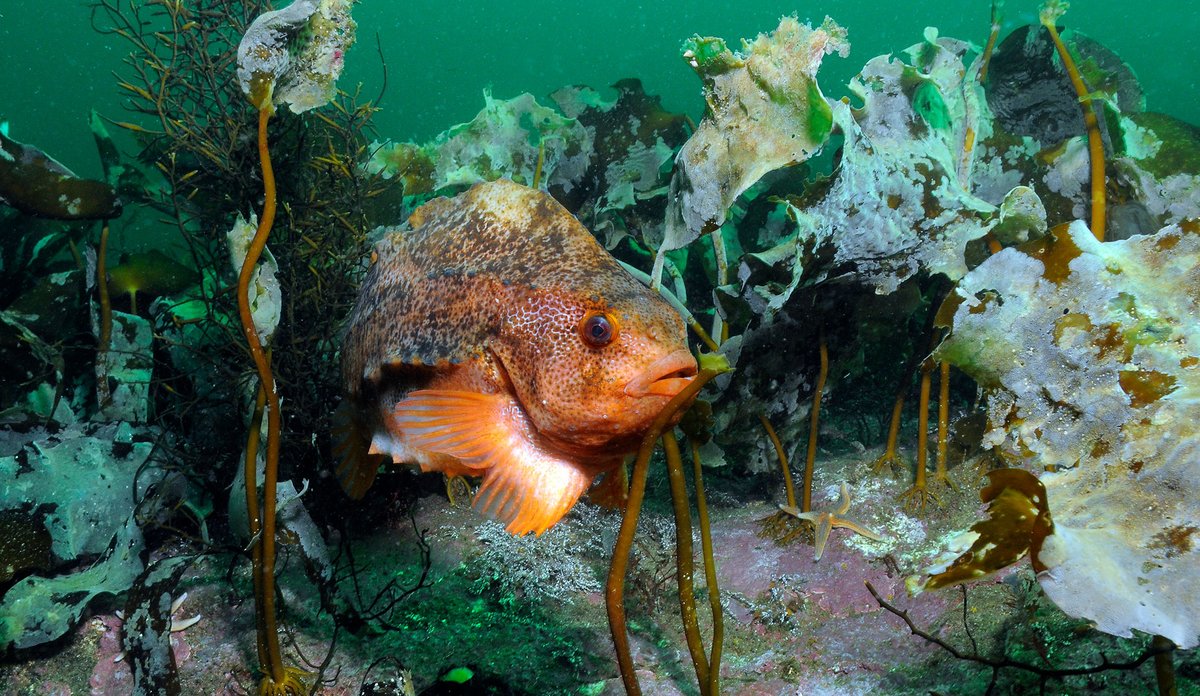 
Foto av en rognkjeks som er en litt oval fisk. Den svømmer rett over havbunnen.