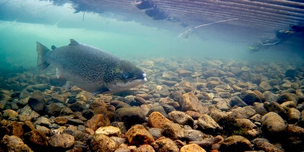 

En fisk som svømmer over steinete elvebunn. I overflaten er det rør som hører til fiskefellen.