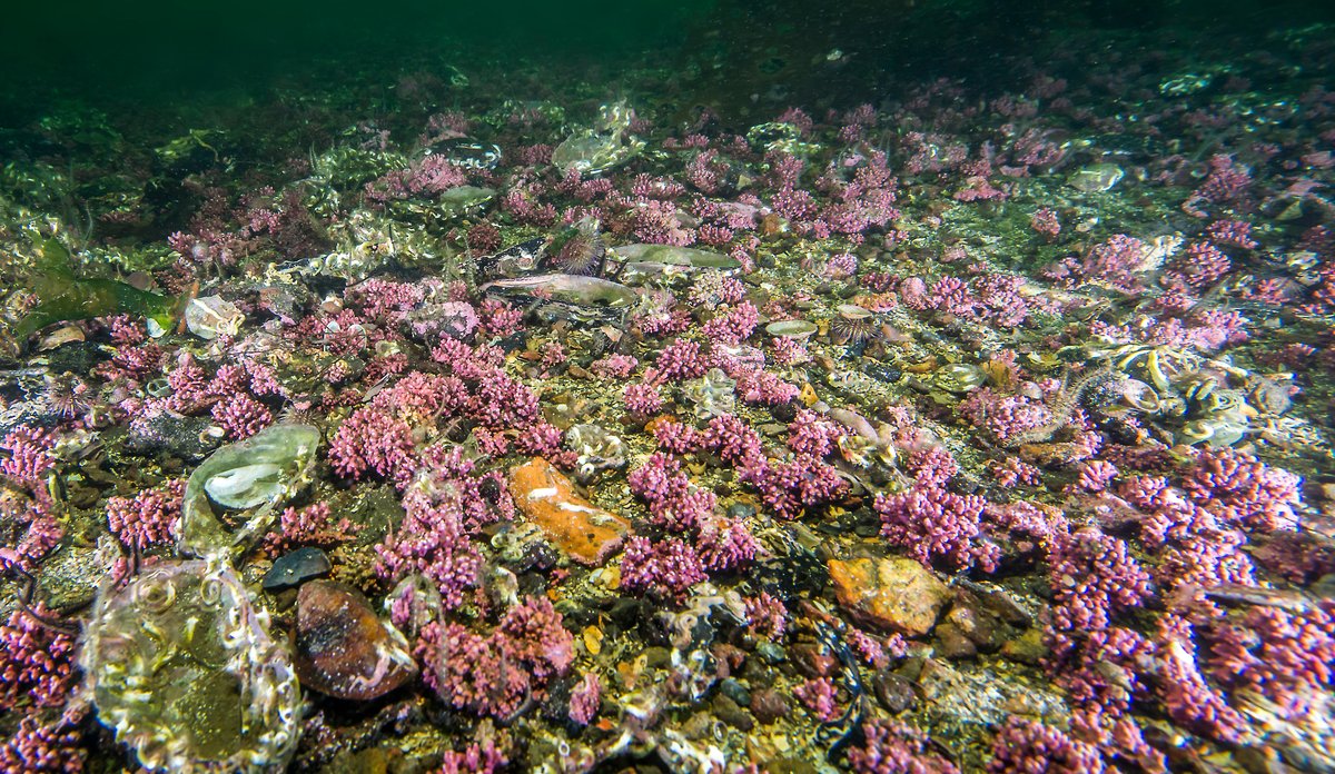 ruglbunn maerl bed erling svensen 2
