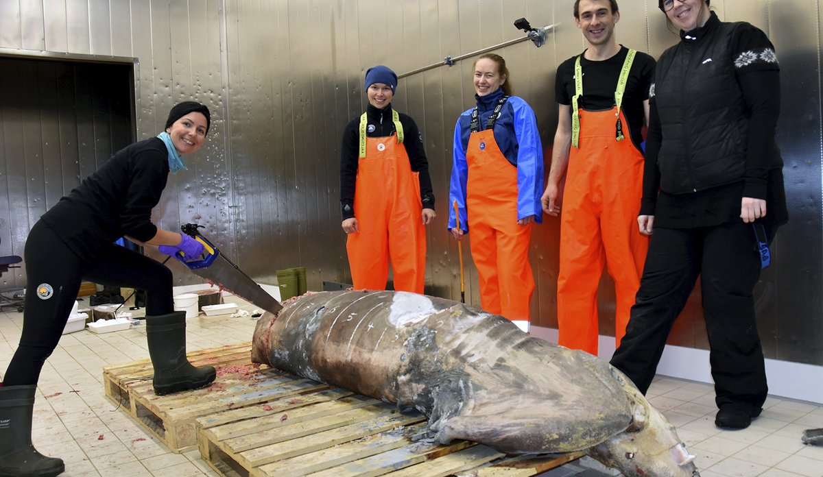 
Fem havforskere står oppstilt rundt en frossen hai av typen brugde, en av dem har en sag i hånden. 