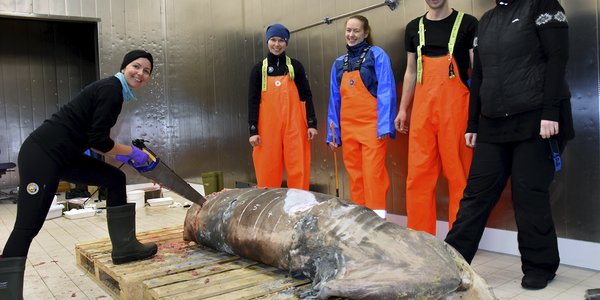 

Fem havforskere står oppstilt rundt en frossen hai av typen brugde, en av dem har en sag i hånden. 