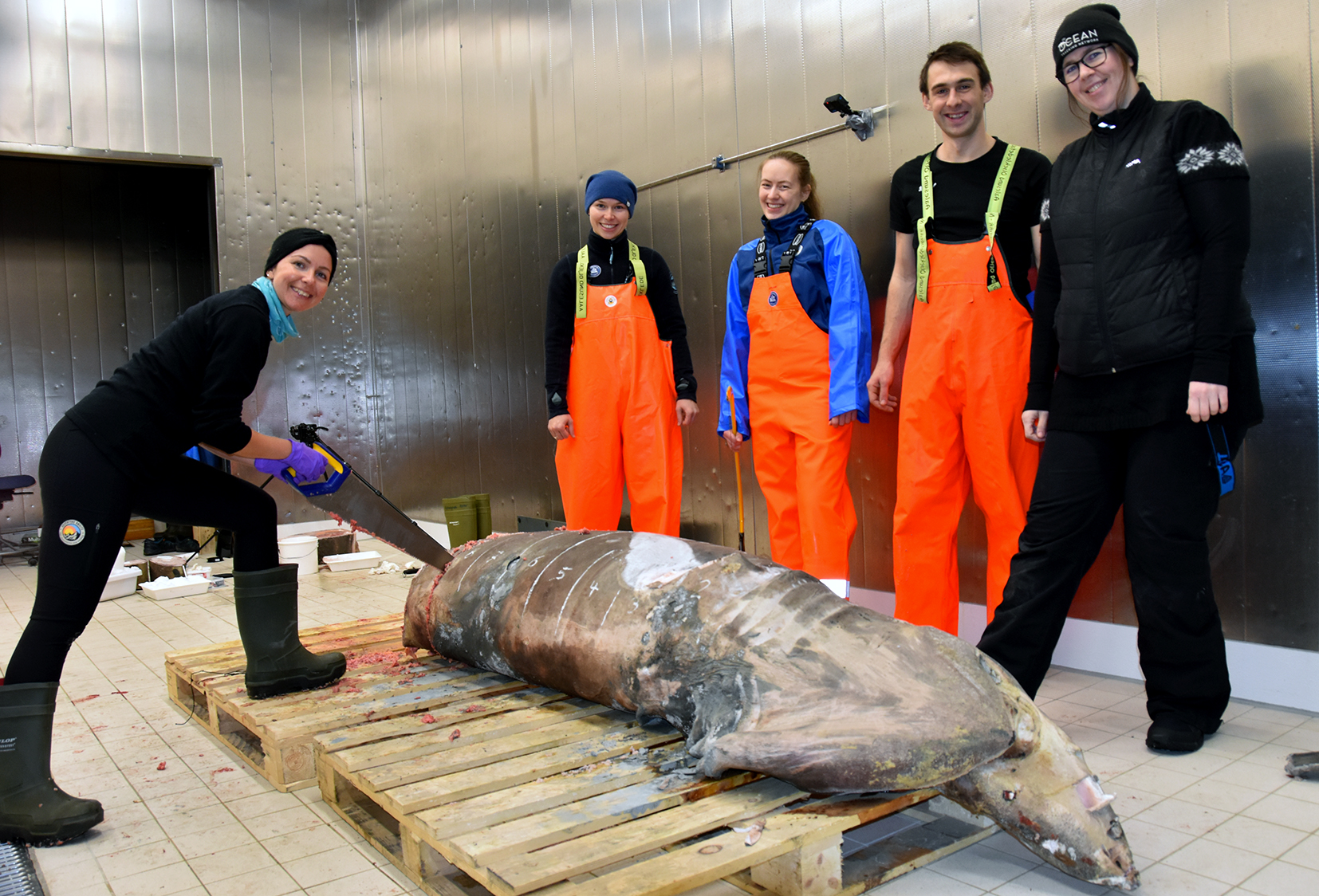 Caroline står å sager i haien, mens resten av hai-teamet stiller seg opp bak haien. Det er fem personer og en hai på bildet.