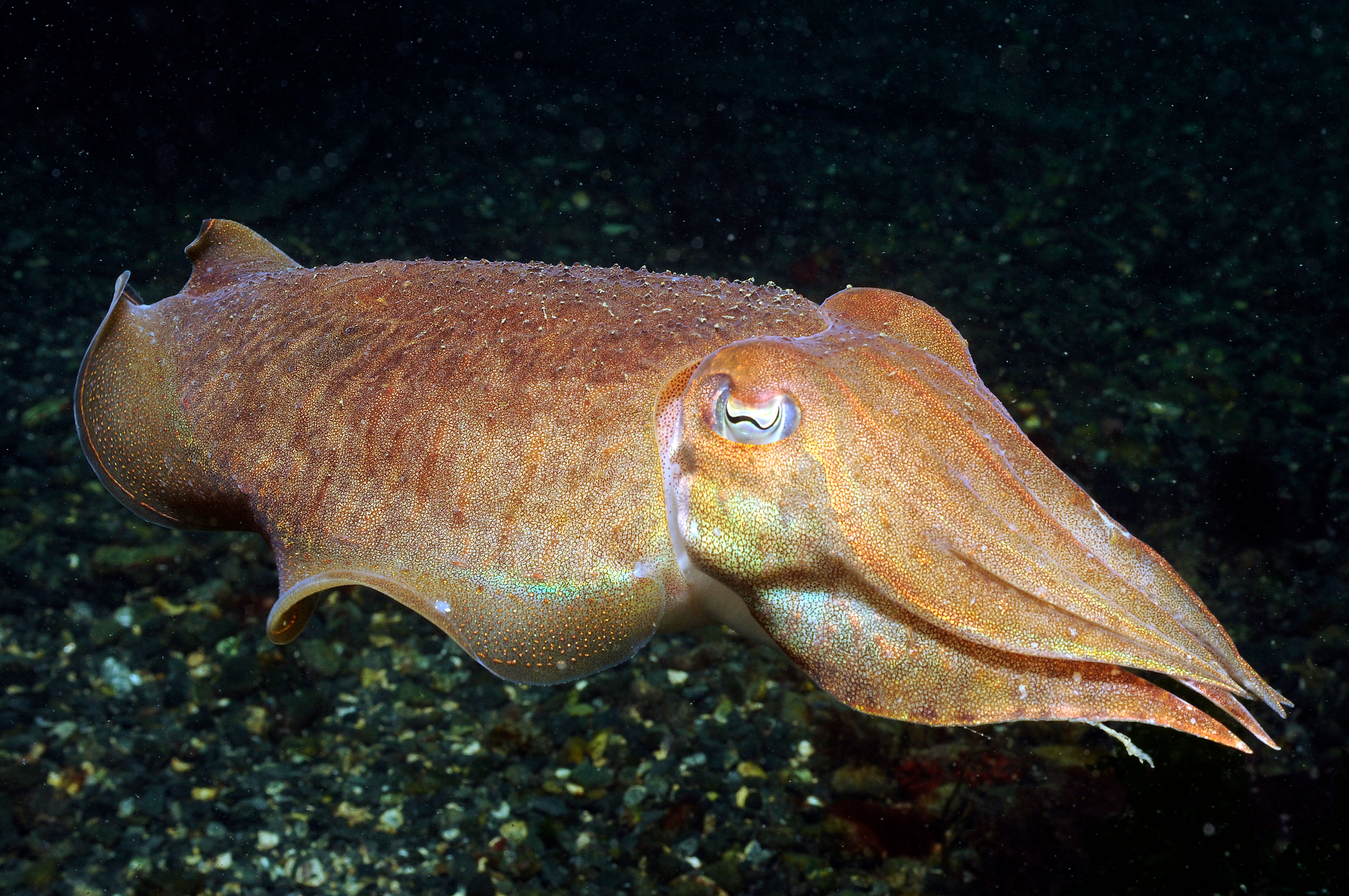En majestetisk blekksprut omringet av mørke