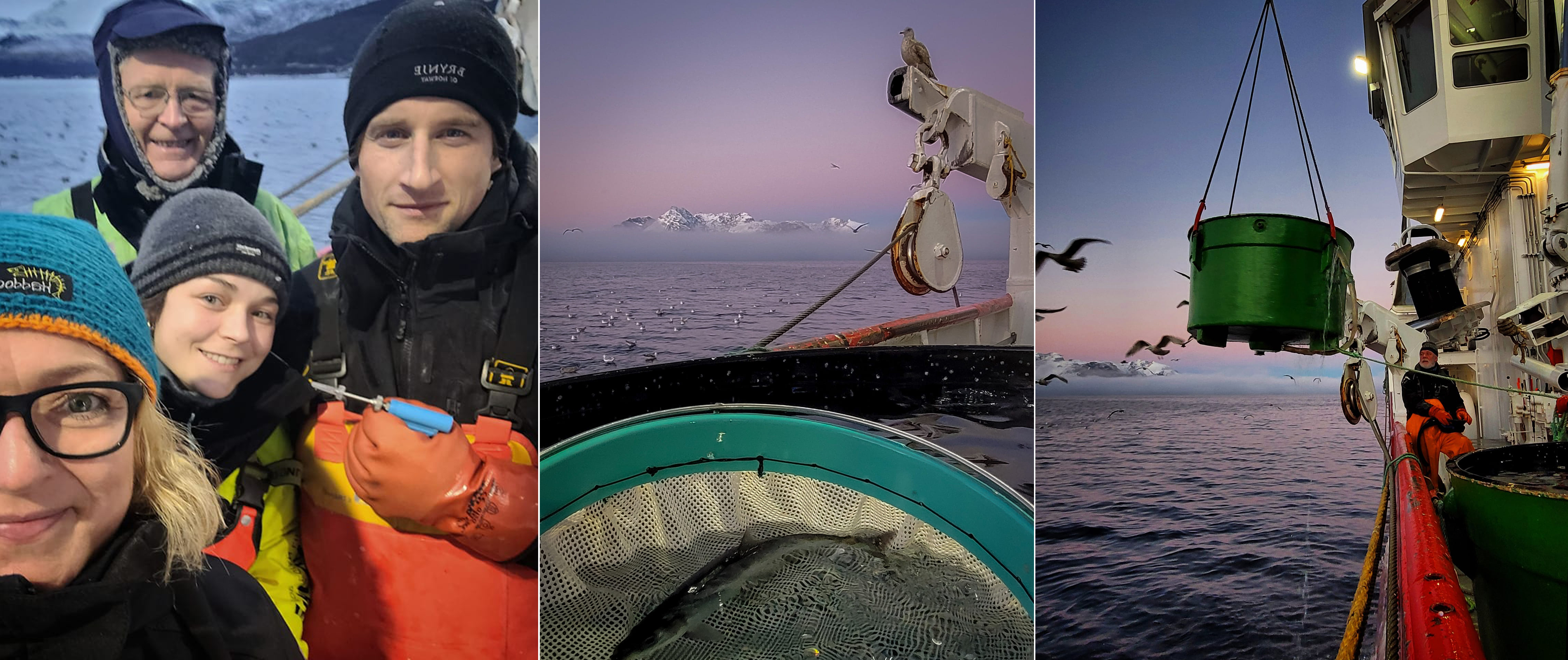 Utklipp fra sildemerkingen 2022.