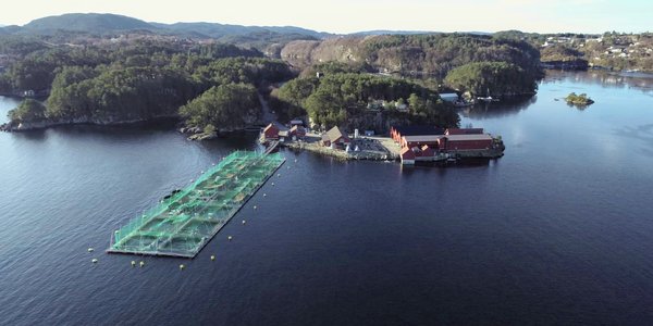 

dronefoto av merder i sjø