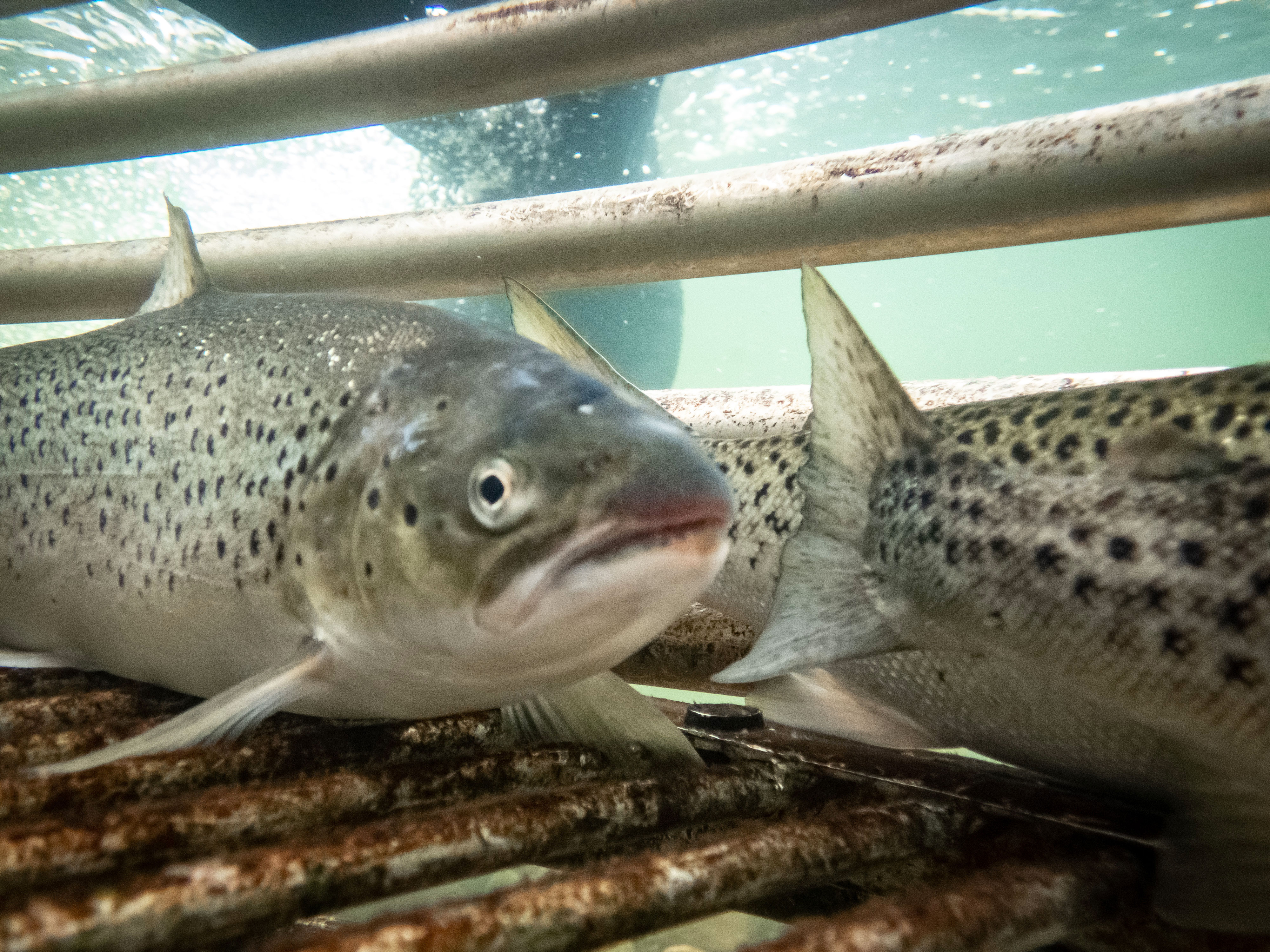 Ein fisk med jernstenger bak.