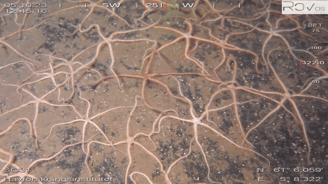 Mange slangestjerner under vann