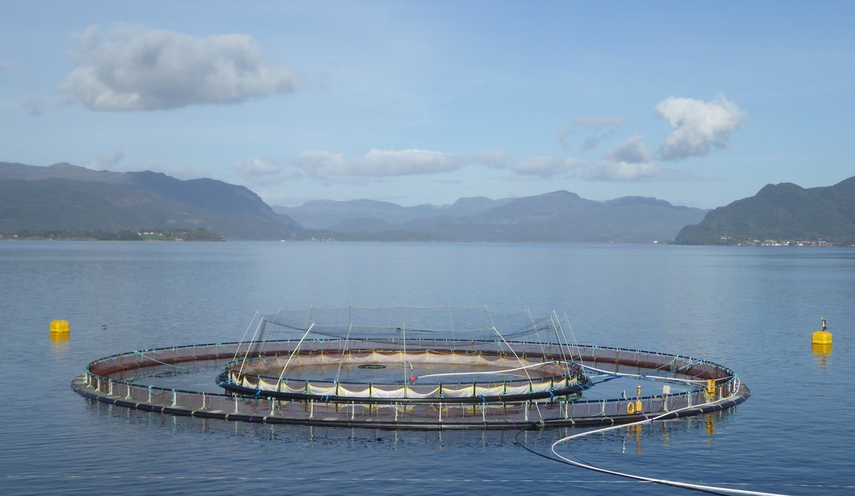 
En snorkelmerd i bruk