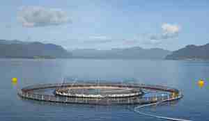 En snorkelmerd i bruk