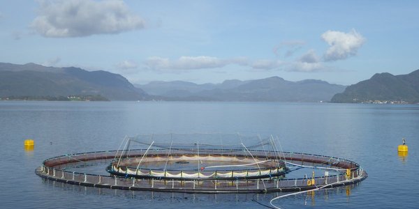 

En snorkelmerd i bruk