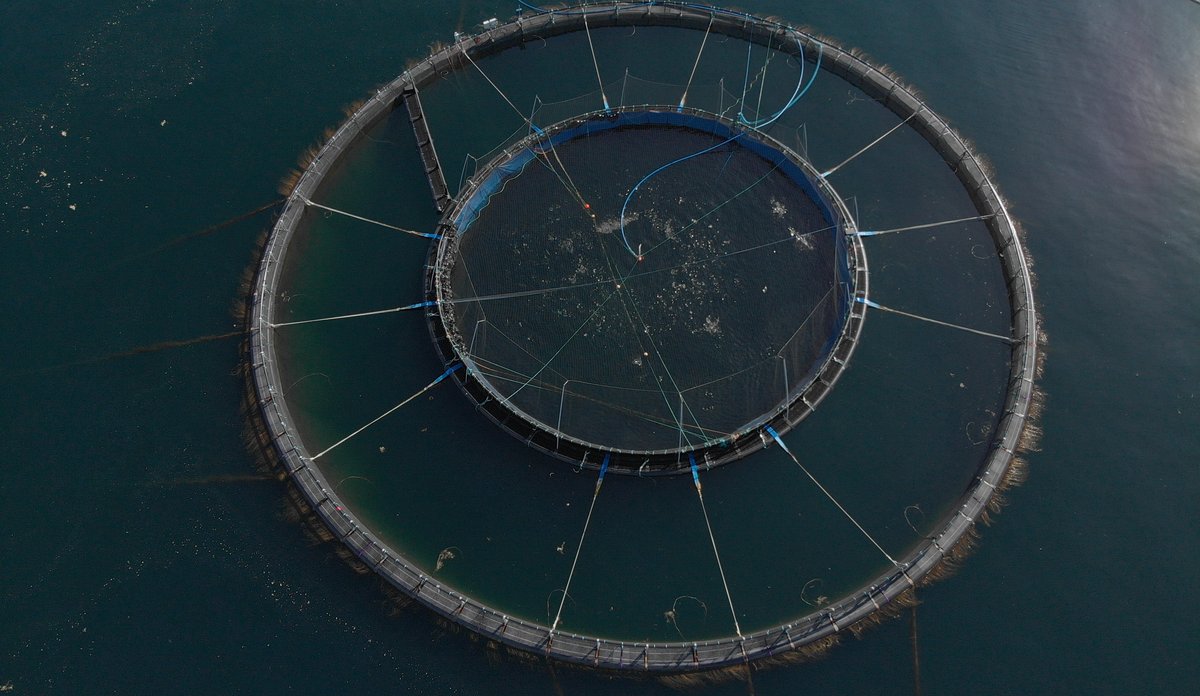 fugleperspektiv på en snorkelmerd